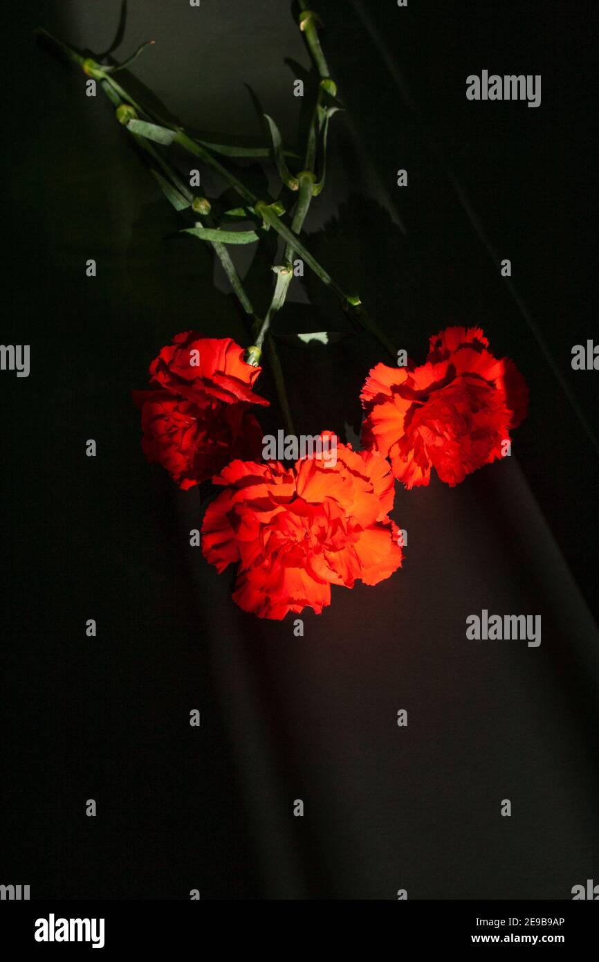 Drei rote Nelken in Licht auf schwarzem Hintergrund Stockfoto