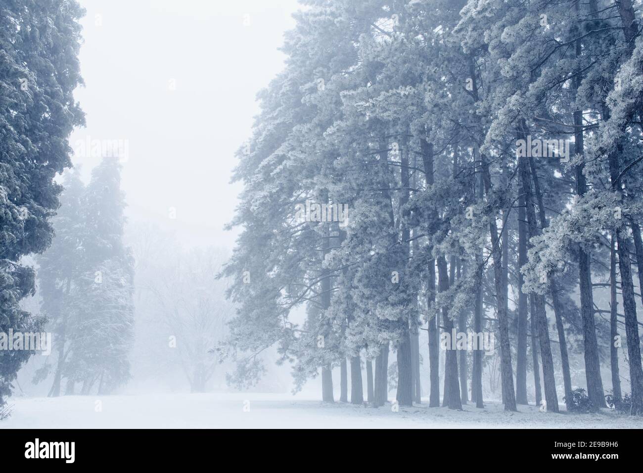 Wald Berge neblig Morgen Natur Hintergrund Stockfoto