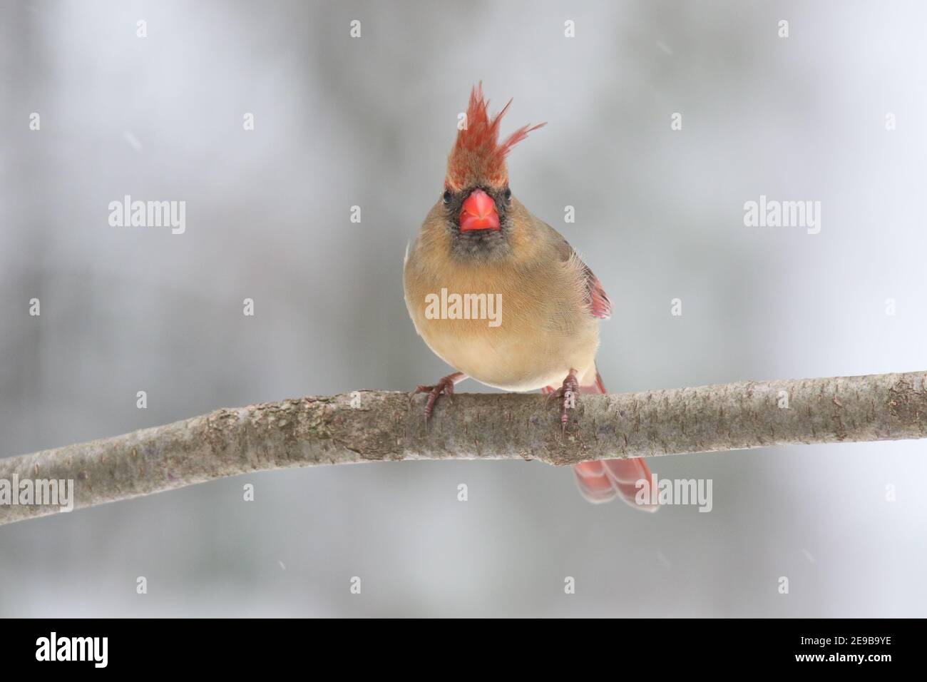 Weibliche Nördliche Carinal Barschen auf einem Zweig im Winterschnee Stockfoto