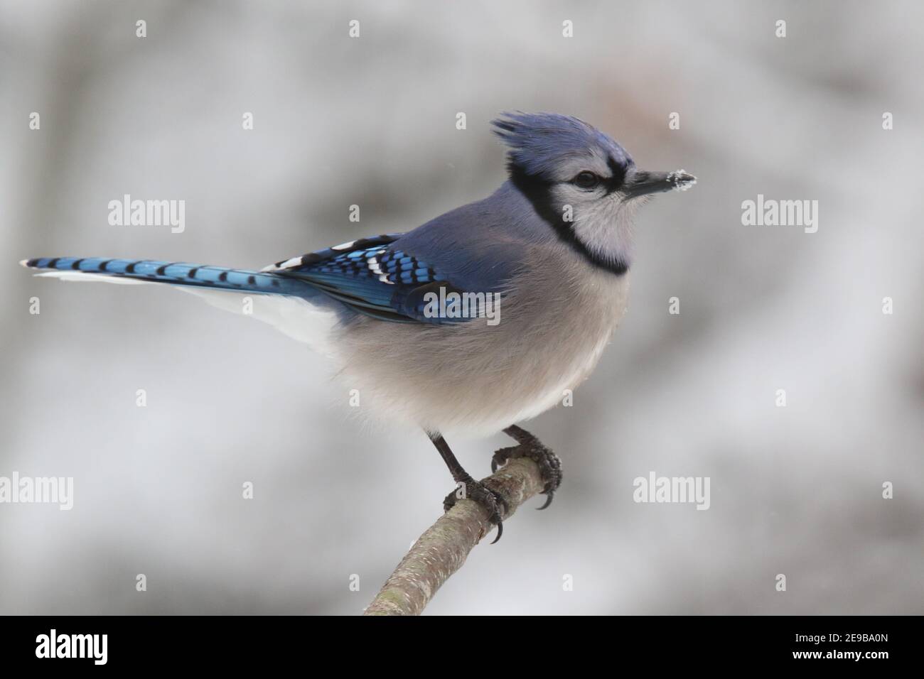 Ein blauer eichelhäher Cyanocitta cristata, der auf einem Ast steht Ein Winterschneesturm Stockfoto