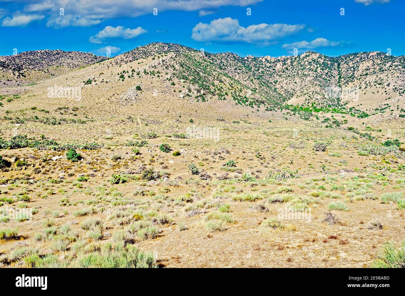 Frühling in der Mojave Wüste mit grünen Pflanzen und Sträuchern. Berge unter blauem Himmel mit weißen, flauschigen Wolken. Gelbes und grünes Wüstenbelaub. Stockfoto