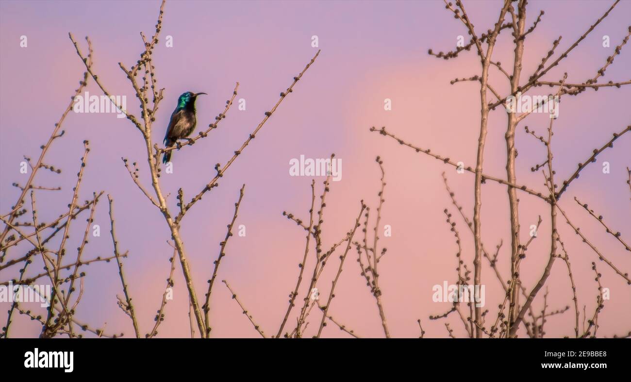 Eine Vogelschar auf einem Ast sitzen Stockfoto