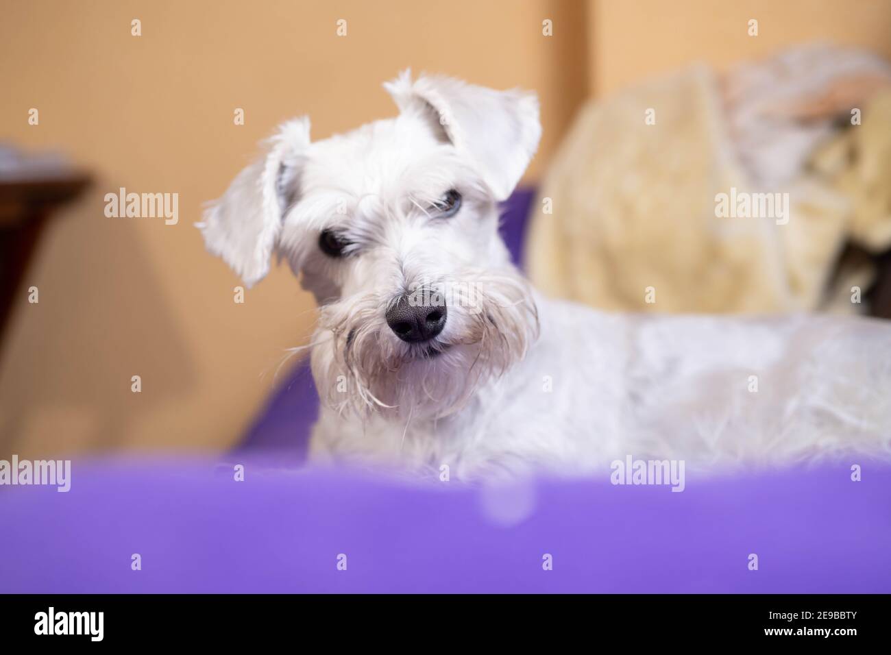 Liebenswert schnauzer zu Hause ruhen Stockfoto