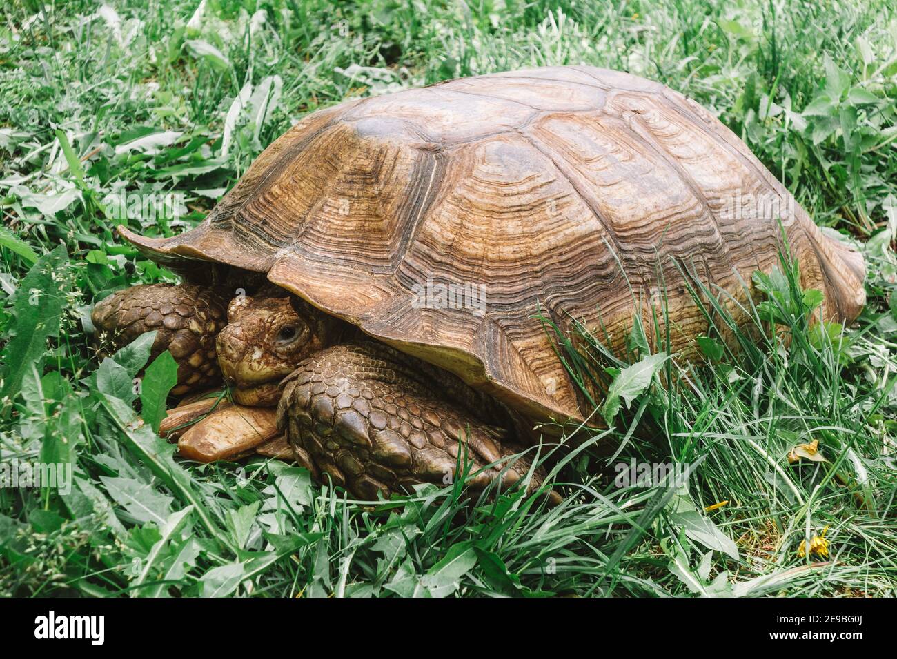 Riesenschildkröte im grünen Gras. Die Schildkröte kriecht langsam auf dem Gras und frisst es. Nahaufnahme. Stockfoto