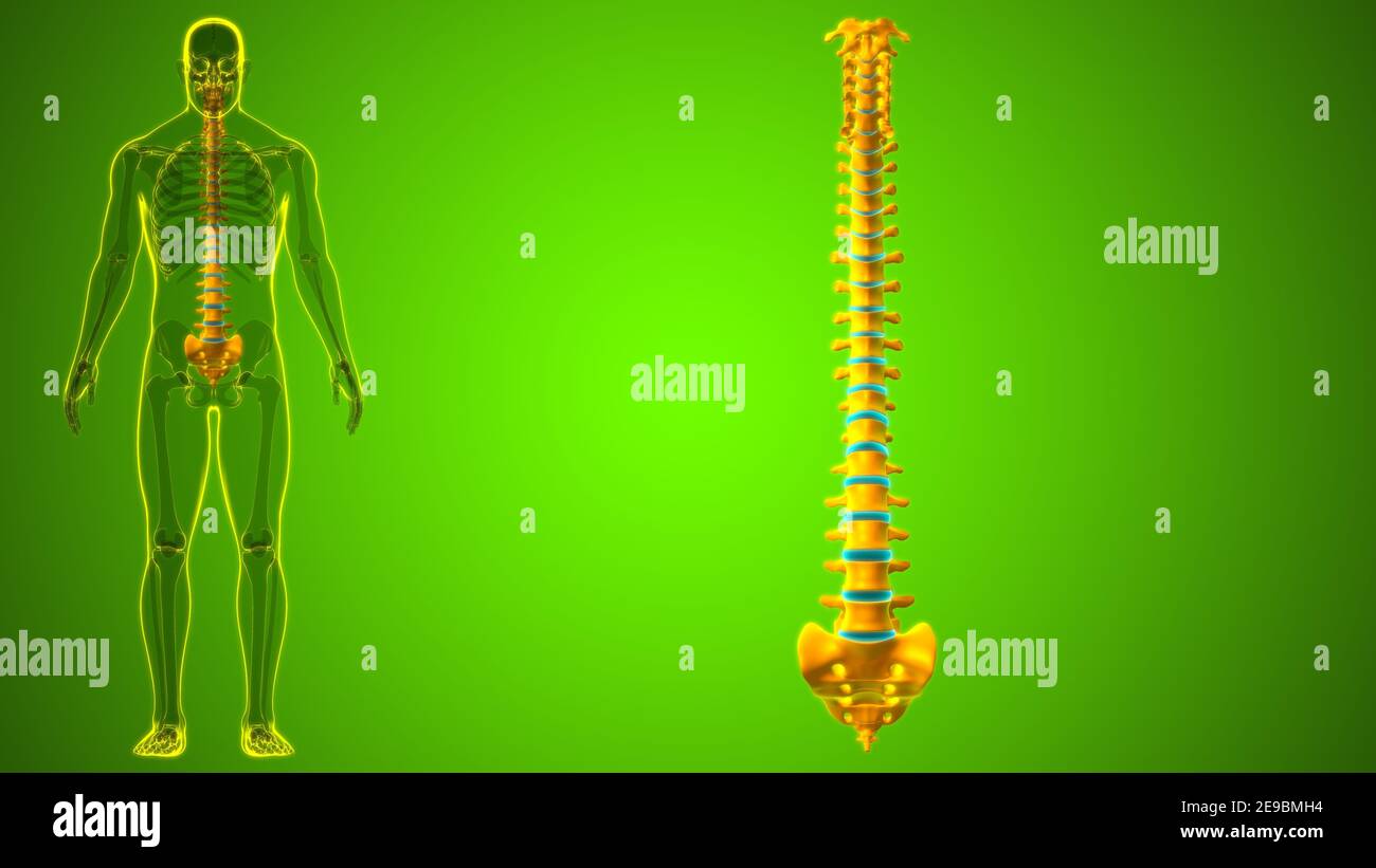 Menschliches Skelett Wirbelsäule Wirbelsäule Anatomie 3D Illustration ...