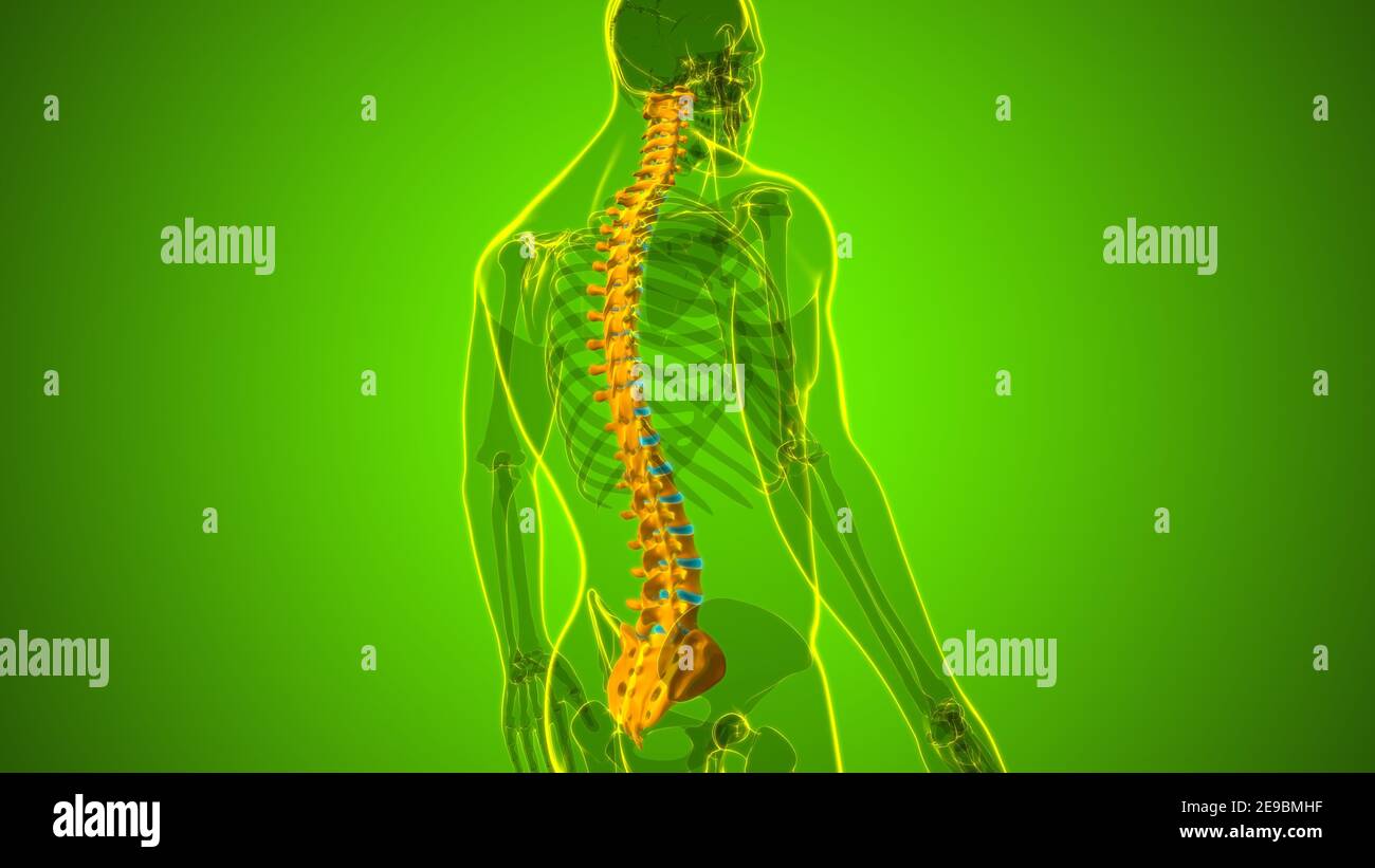 Menschliches Skelett Wirbelsäule Wirbelsäule Anatomie 3D Illustration ...