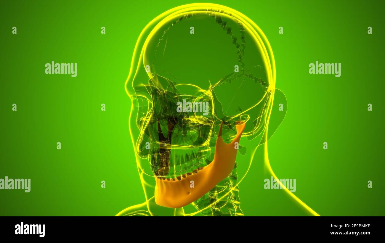 Menschliche Skelett Schädel Unterkiefer Knochen Anatomie für Medical Concept 3D Illustration Stockfoto