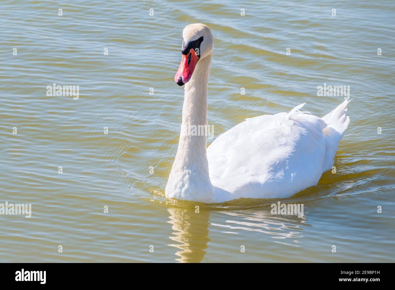 Schlüsselanhänger Mit Weißen Schwänen - Romantischer Geschenkanhänger Für Besondere Anlässe