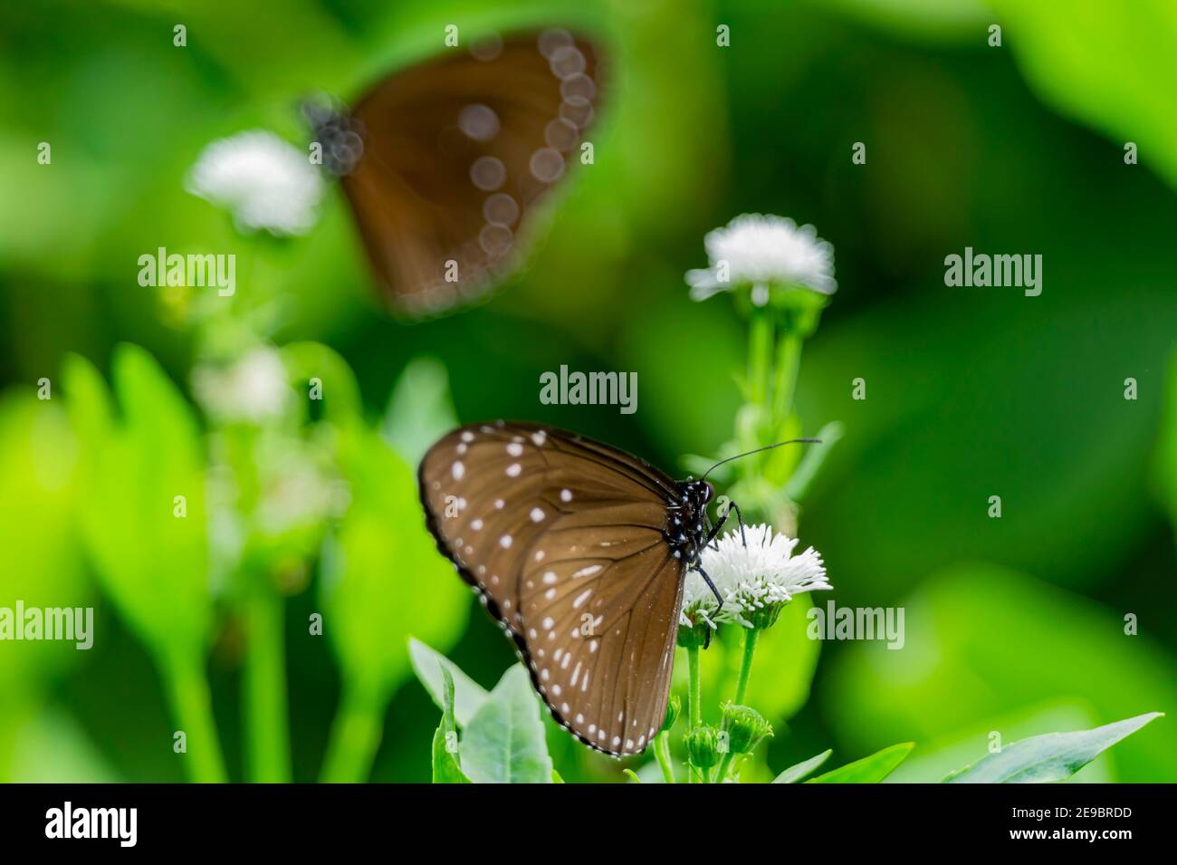 Nahaufnahme des Schmetterlings des Blauen Tigers in Taipei, Taiwan Stockfoto