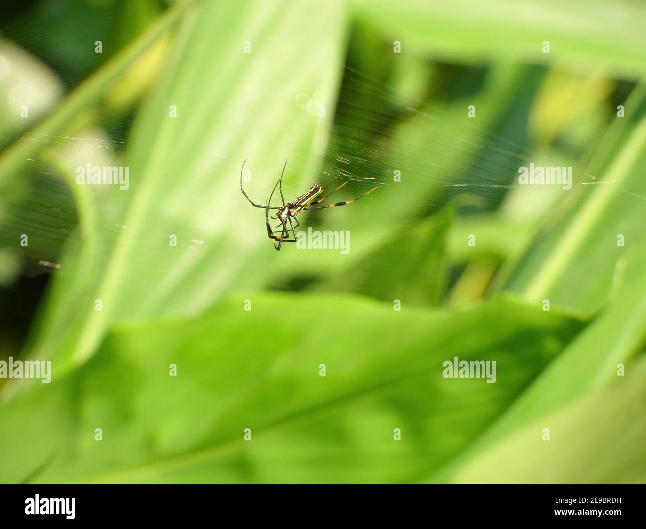 Nahaufnahme der Trichonephila clavata Spinne in Taipei, Taiwan Stockfoto