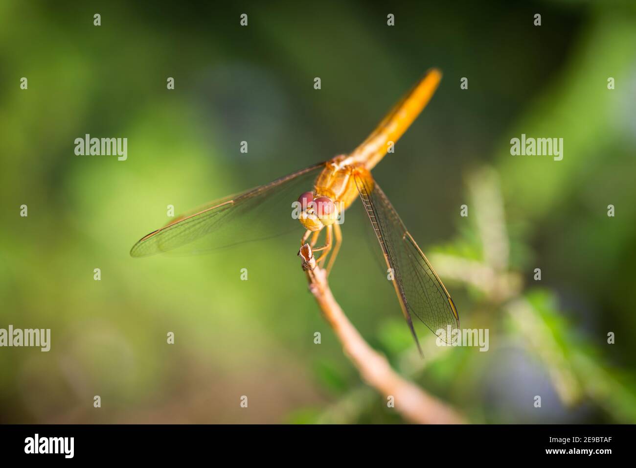 Libelle auf einem Zweig oben von Baum Stockfoto