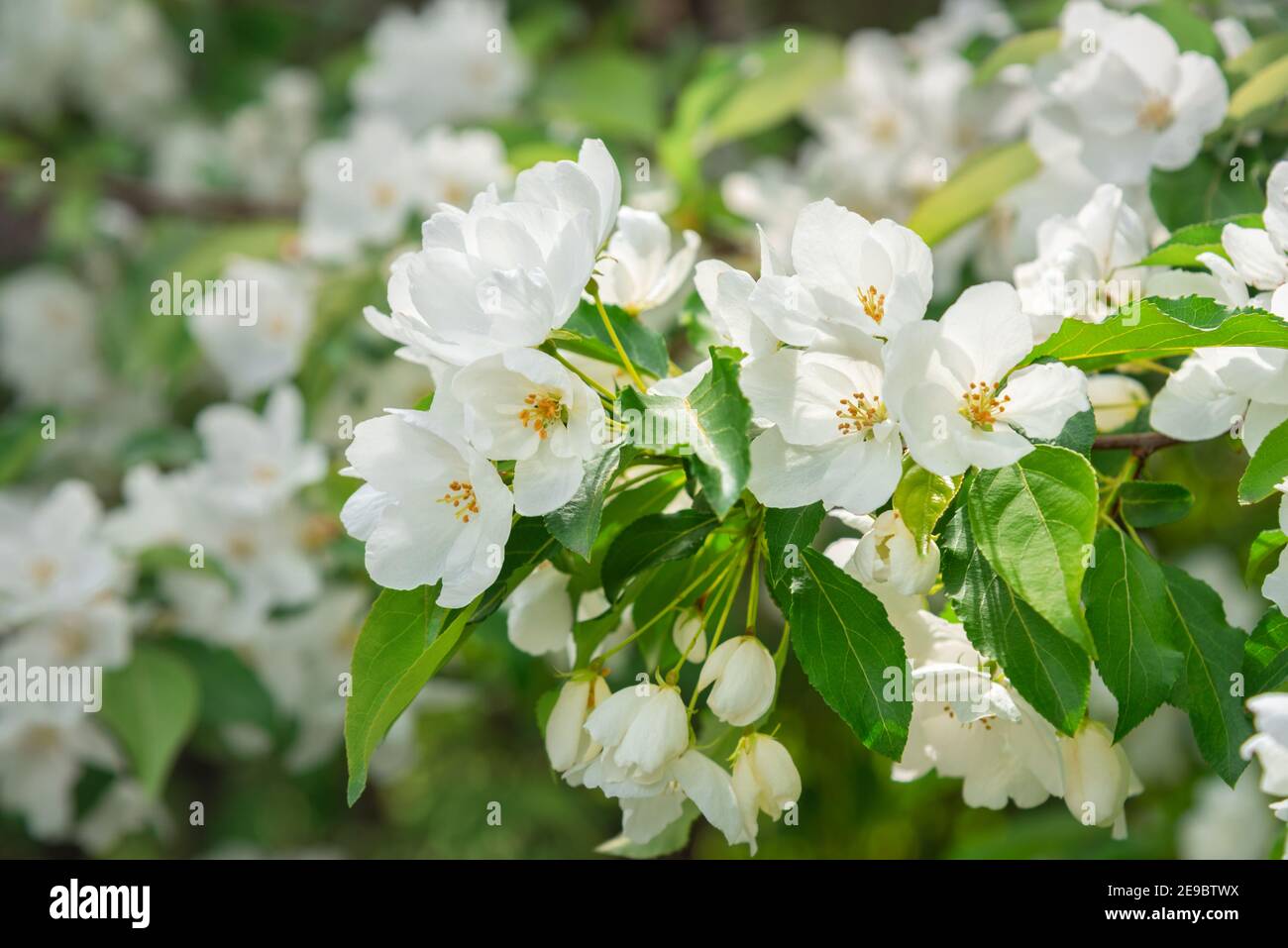 Blühender Apfelbaum-Brunch mit weißen Blumen auf grünem Hintergrund Stockfoto