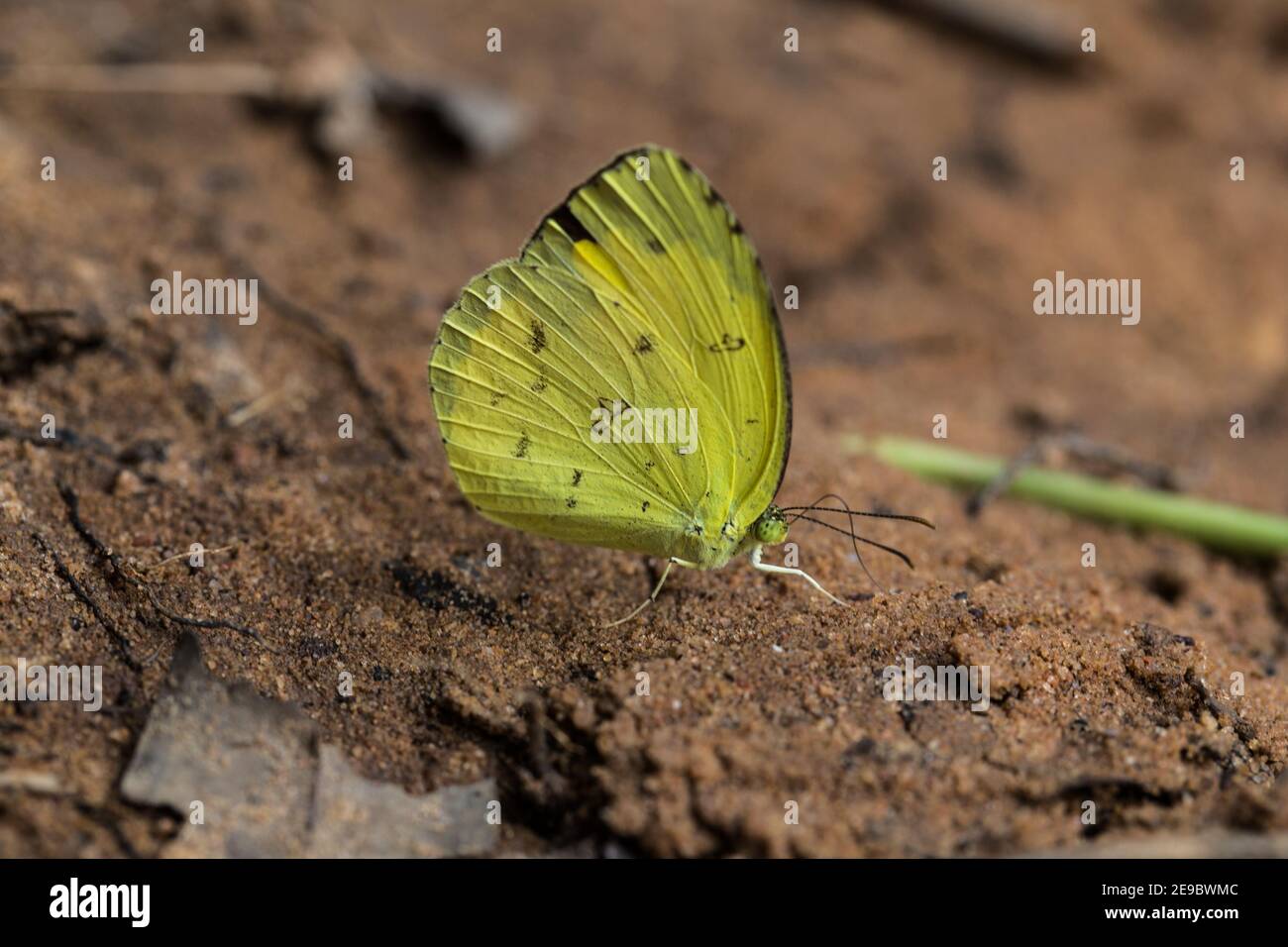 Gelber Schmetterling auf dem Sandboden Stockfoto