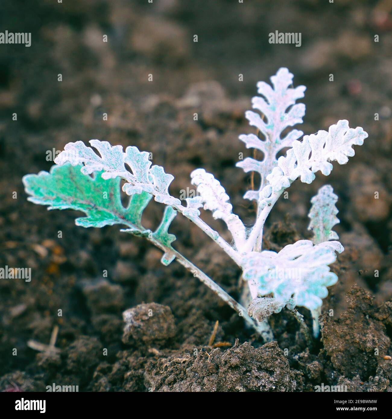 Grau-grüne Blätter der jungen Pflanzen von Cineraria auf einem Bett im Garten. Senecio cineraria. Selektiver Fokus Stockfoto