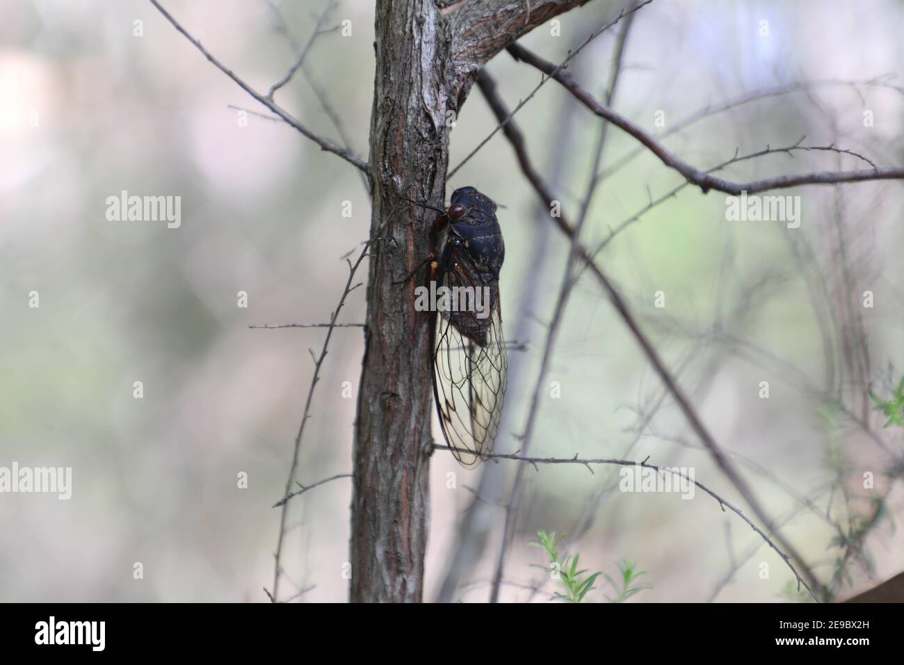 Plaga Stockfotos Und Bilder Kaufen Alamy
