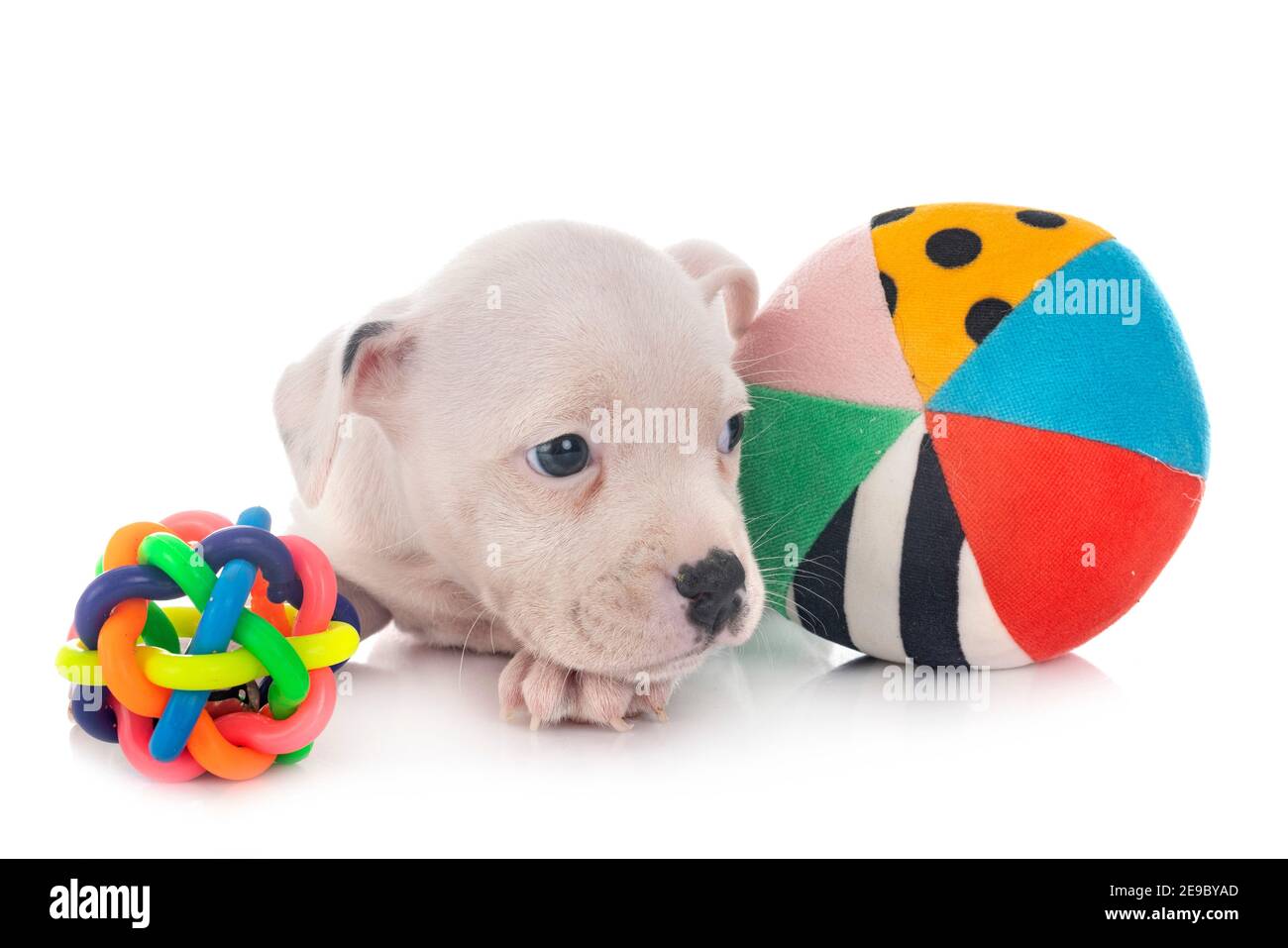 Welpen Staffordshire Bull Terrier vor weißem Hintergrund Stockfoto