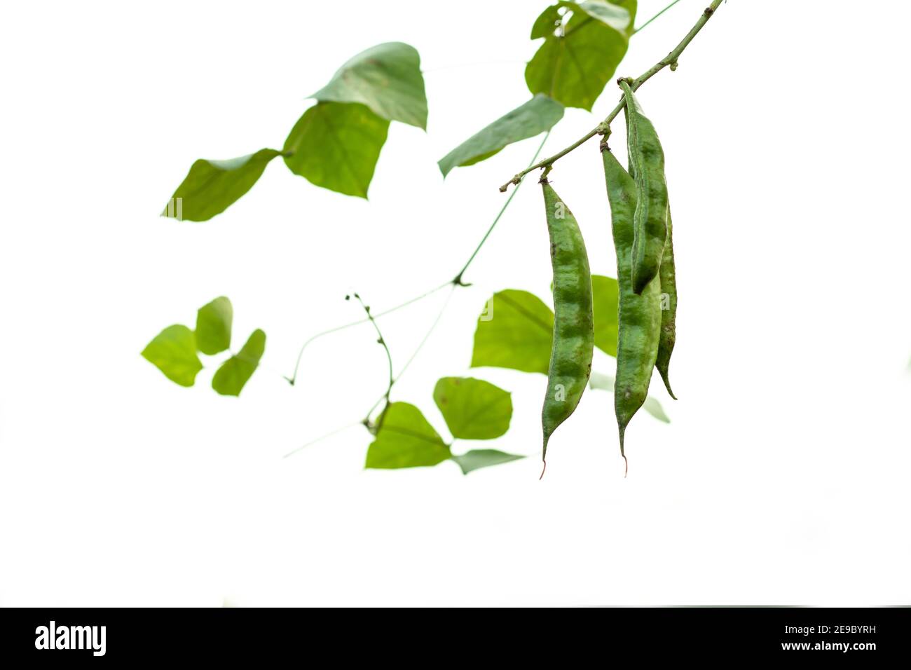 Grüne Bohnen sind nährstoffdicht mit hohem Faser- und Stärkegehalt Und auch Teil der Gruppe der Gemüsefutter Stockfoto