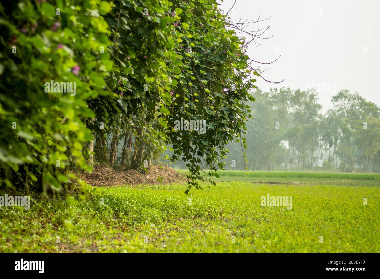 Riesige grüne Bohnen Sorten der gemeinsamen Bohnenpflanzen in Das Dorf Stockfoto