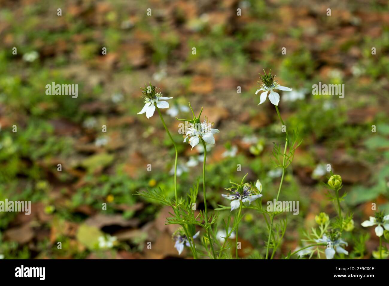 Kleine blühende Pflanze ist Nigella sativa ist Strauch mit lila Oder weiß gefärbte Blumen Stockfoto