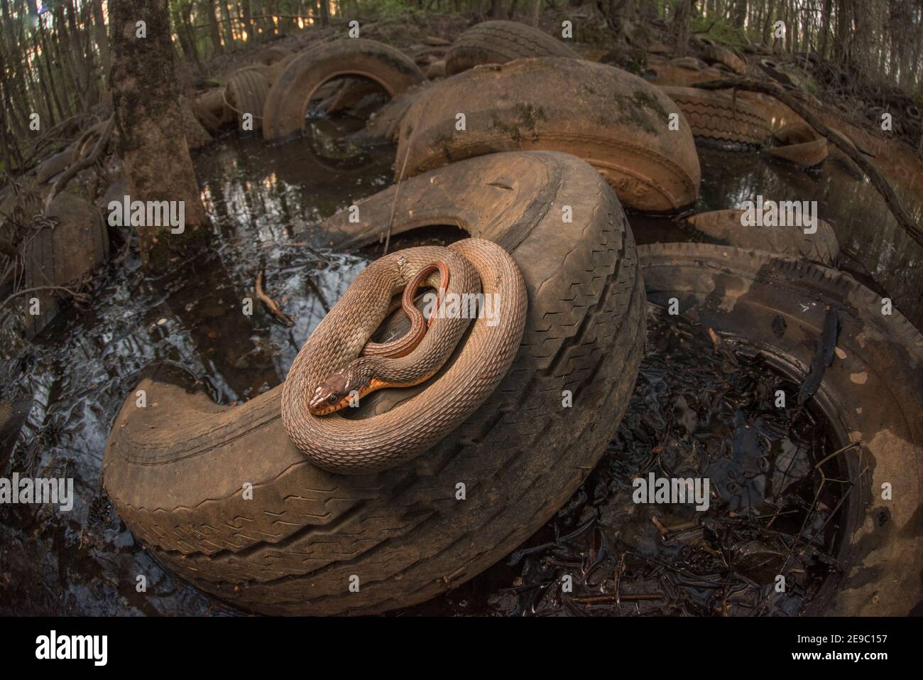 Eine Wasserschlange (Nerodia erythrogaster), die in einem kontaminierten und verschmutzten Feuchtgebiet in North Carolina, USA, auf weggeworfenen Reifen aufgewühlt wurde. Stockfoto