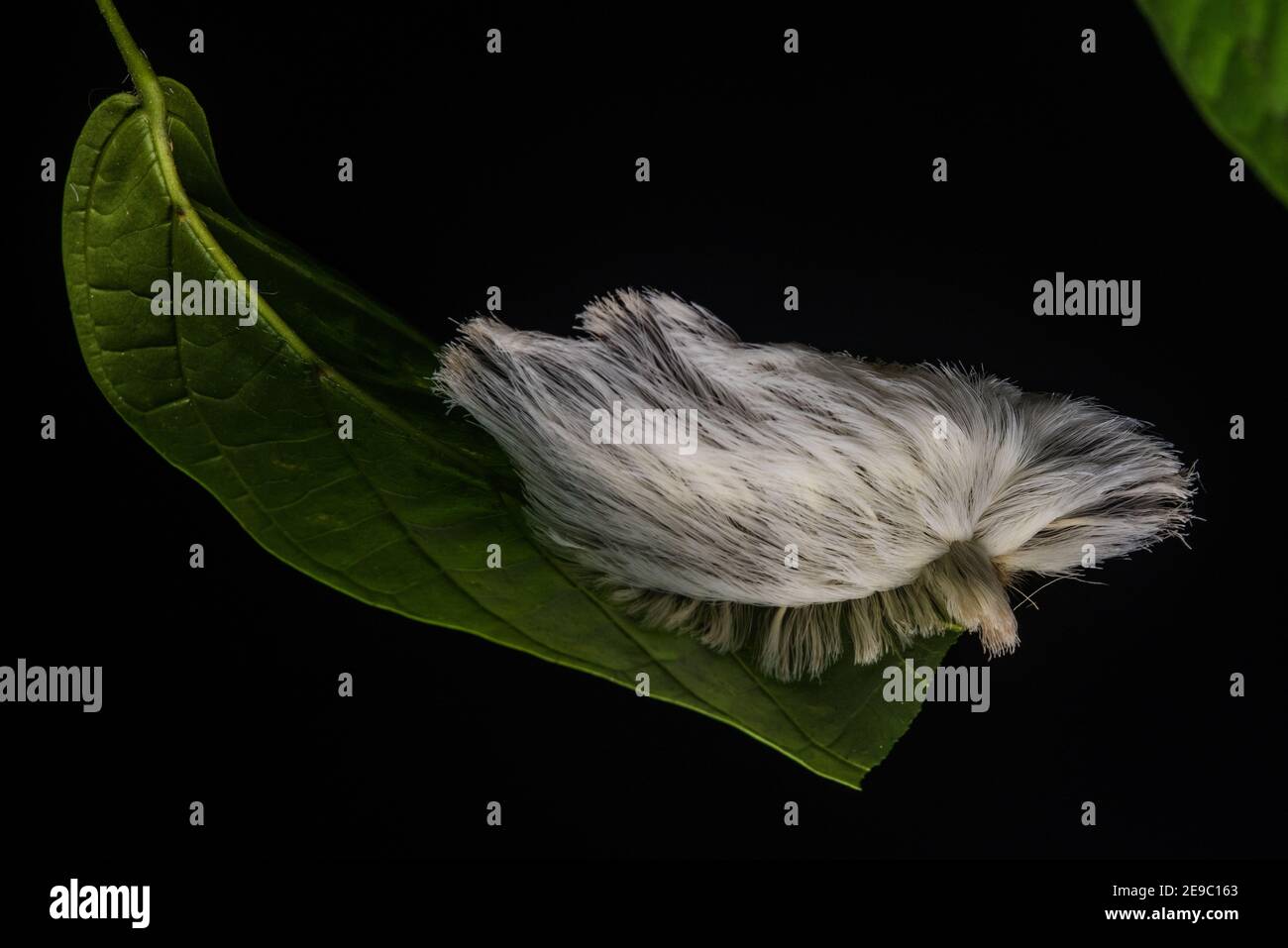 Dieses Insekt, eine Flanellmottenraupe aus Peru, ist berühmt für seine Ähnlichkeit mit Trumps Tupee. Stockfoto