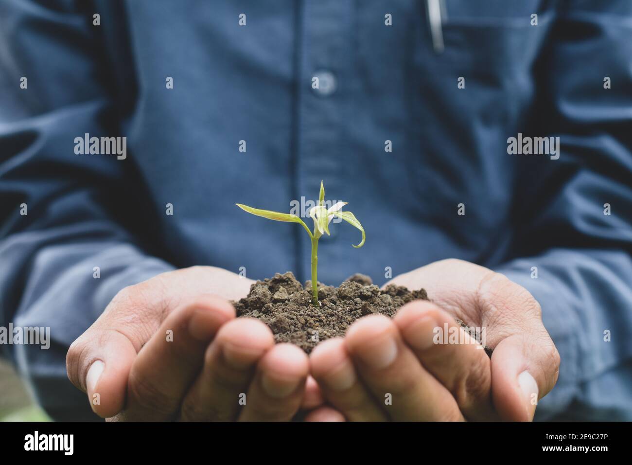 Hand halten Baum zu Pflanzen Saatwachstum in der Natur Stockfoto