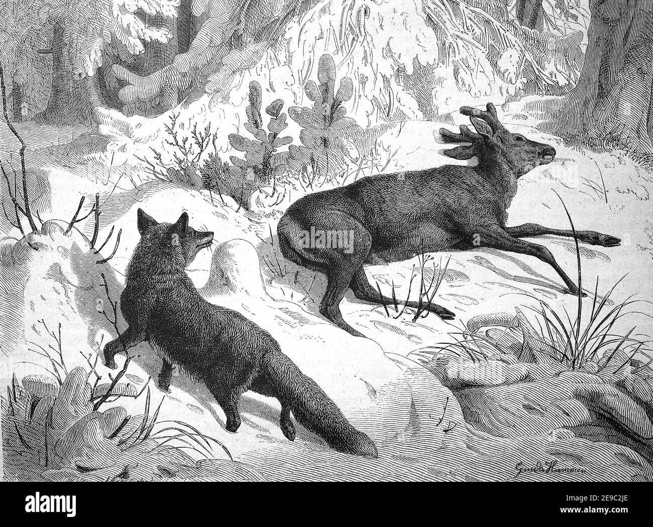 Fuchs schleicht sich im Winter auf einen gebrauchten Reh, Nahrungssuche, Illustration von 1880 / Fuchs schleicht sich im Winter an einen verwendeten Rehbock an, Nahrungssuche, Illustration aus 1880, Historisch, historisch, digital verbesserte Reproduktion eines Originals aus dem 19th. Jahrhundert / digitale Reproduktion einer Originalvorlage aus dem 19. Jahrhundert, Stockfoto