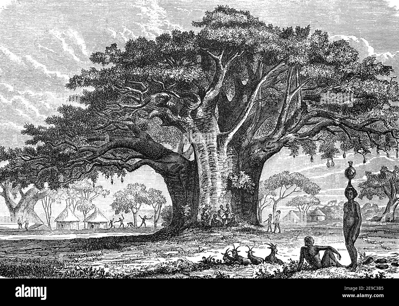 Big Adansonia digitata, the African baobab / großer Afrikanische Affenbrotbaum, Adansonia digitata, Afrikanischer Baobab, Historisch, historisch, digital verbesserte Reproduktion eines Originals aus dem 19th. Jahrhundert / digitale Reproduktion einer Originalvorlage aus dem 19. Jahrhundert, Stockfoto