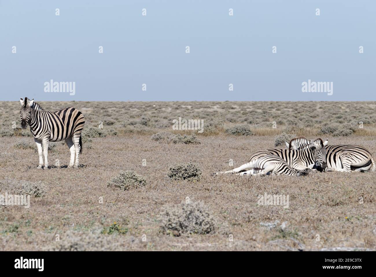 Ruhepause für die Zebras, während man Wache hält Stockfoto