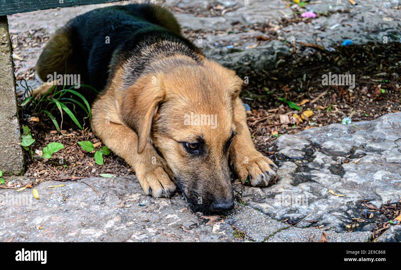 Hund liegt auf fell Fotos und Bildmaterial in hoher Auflösung Alamy