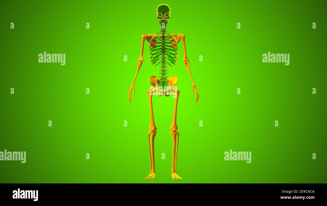 Anatomie des menschlichen Skeletts Appendicular Skeleton 3D Illustration Stockfoto
