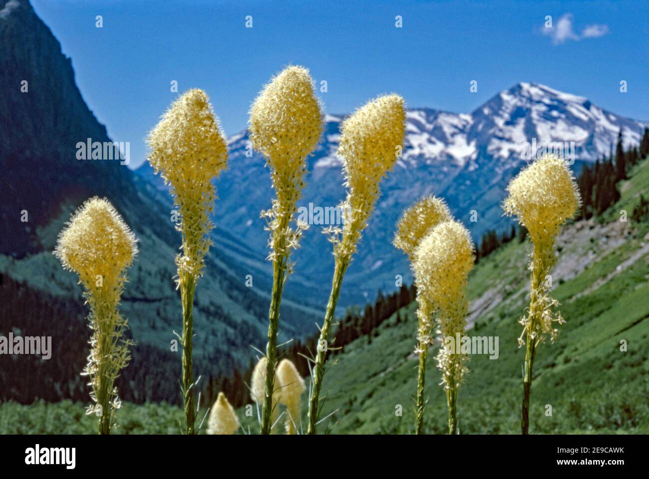 Xerophyllum tenax (Bärengras, Squaw Grass, Seifengras, Quip-Quip und indisches Korbgras) in den Rocky Mountains. Es ist eine nordamerikanische Pflanzenart in der Familie der Maissilie. Xerophyllum tenax hat Blumen mit sechs Sepalen und sechs Staubgefäßen, die in einem terminalen Raceme getragen werden. Die Pflanze kann bis zu 15–150 cm hoch werden. Stockfoto