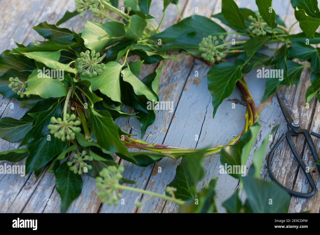 EFEU-Kranz, Efeukranz, Kranz aus Efeu, Efeuranken, Efeuranken werden zu einem Kranz gebunden, Blumenkranz, Efeu, Hedera Helix, Common Ivy, Ivy, Englis Stockfoto