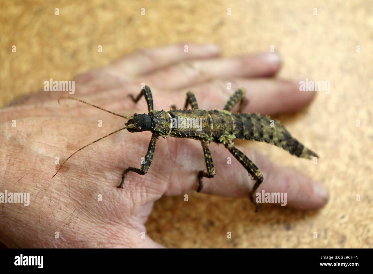Ein Detailbild eines großen Insekts, phasmatodea, das auf der Hand eines Mannes steht. Stockfoto