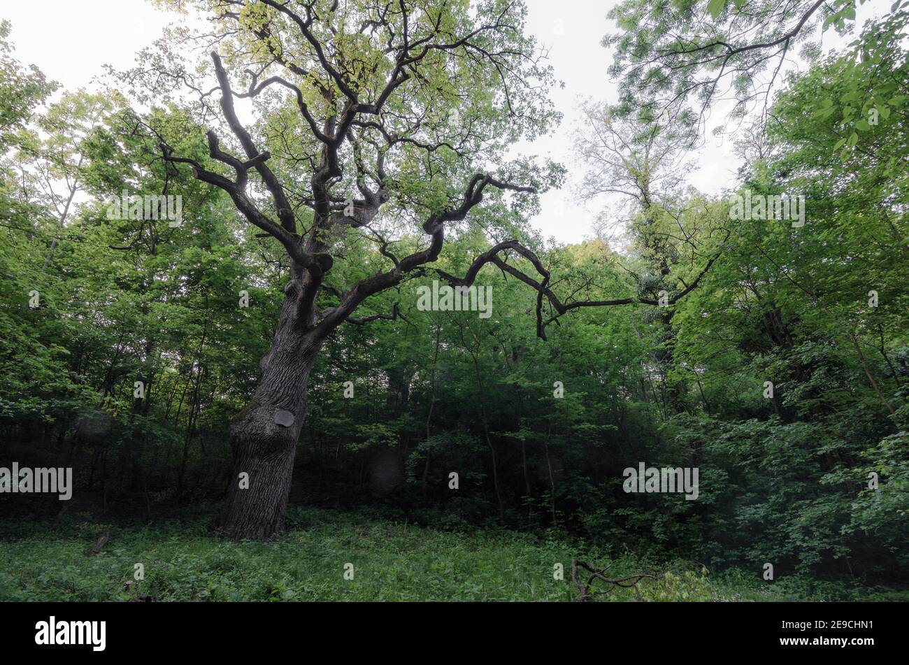 Alter knorriger Baum im Wald Stockfoto