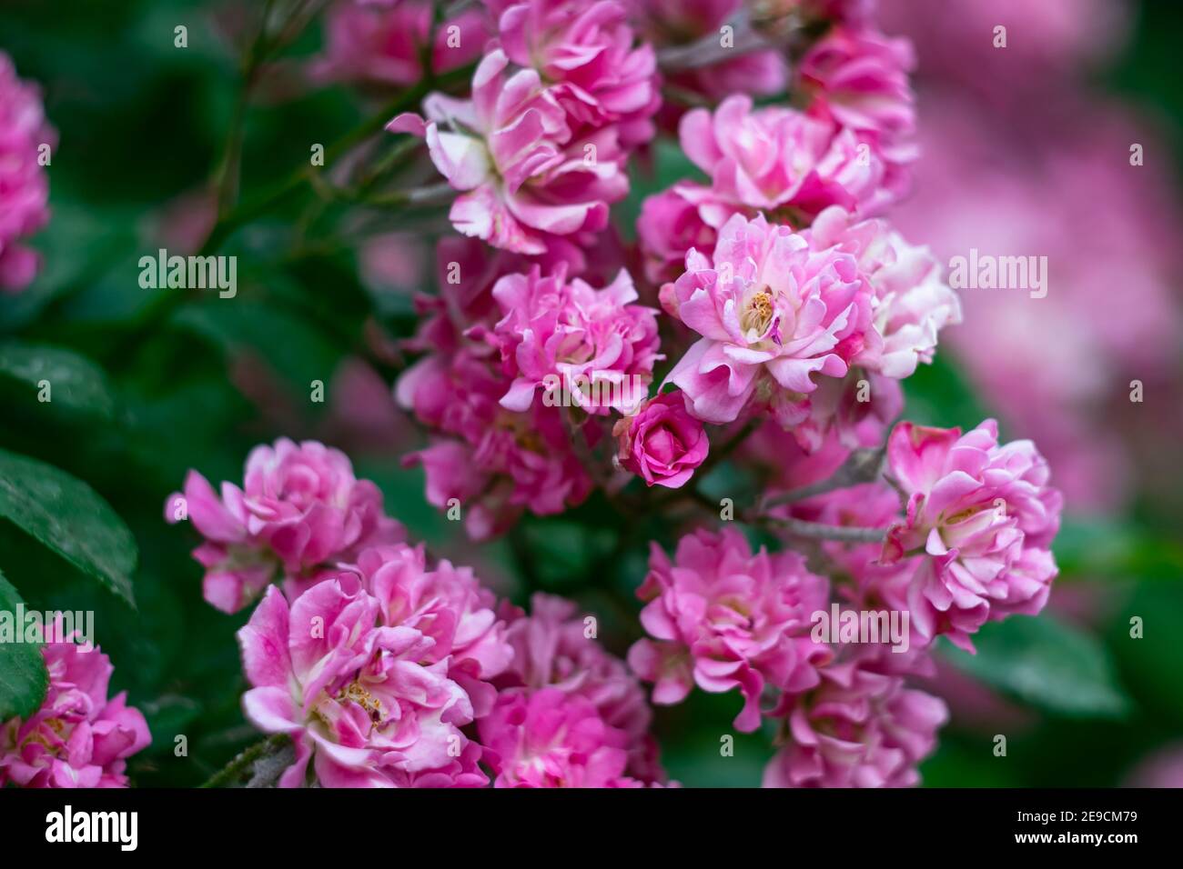 Blumengarten, Busch von rosa Rosen, Sommer Natur Tapete, floralen Hintergrund, Muster. Landschaftskonzept, Blumendekoration des Parks Stockfoto