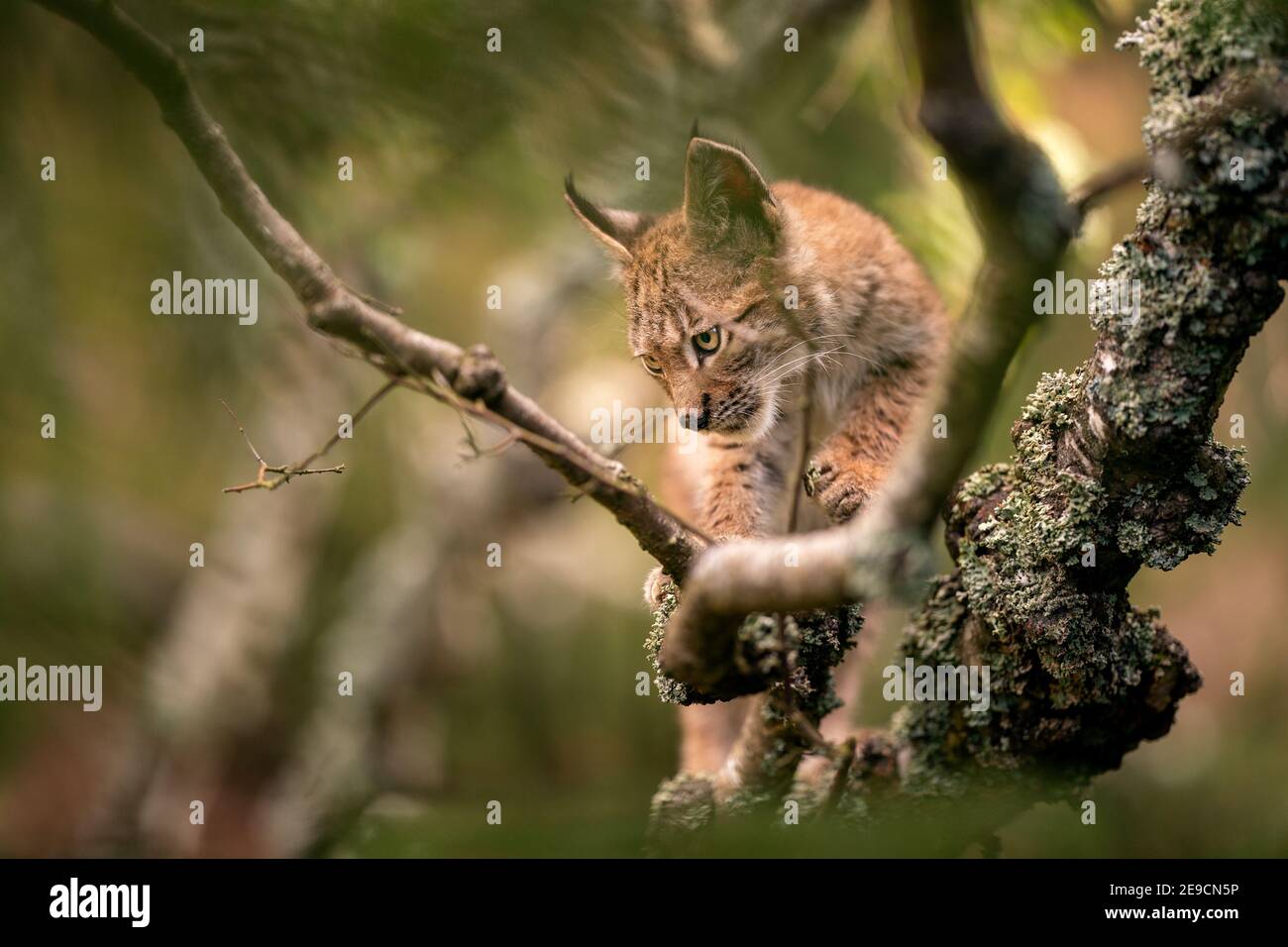 Lynx Junge auf einem Baum Zweig Blick links unten mit Kopieplatz auf Foto. Stockfoto