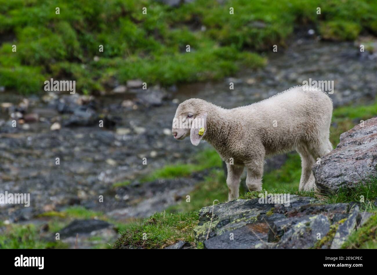 Kleine Schafe stehen zwischen Felsen in der Natur Stockfoto