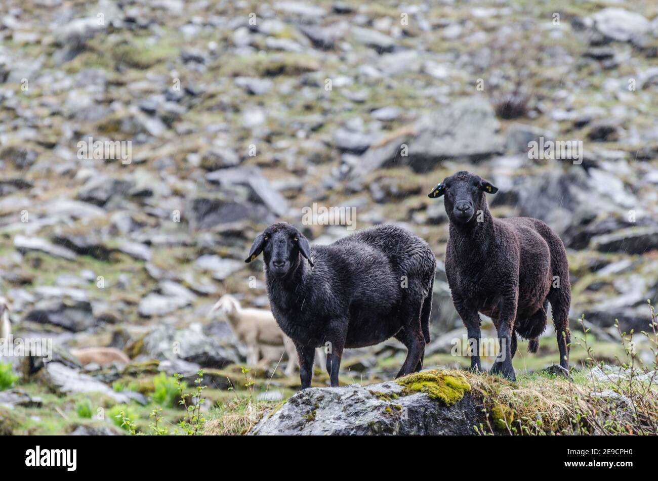 Zwei schwarze Schafe bei Regen in den Bergen Stockfoto