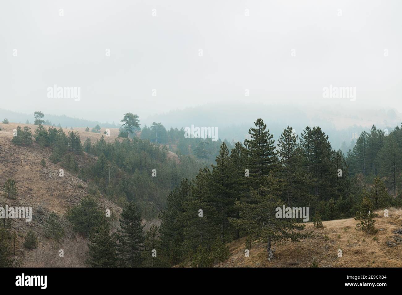 Blick auf den Wald auf der Bergseite Stockfoto