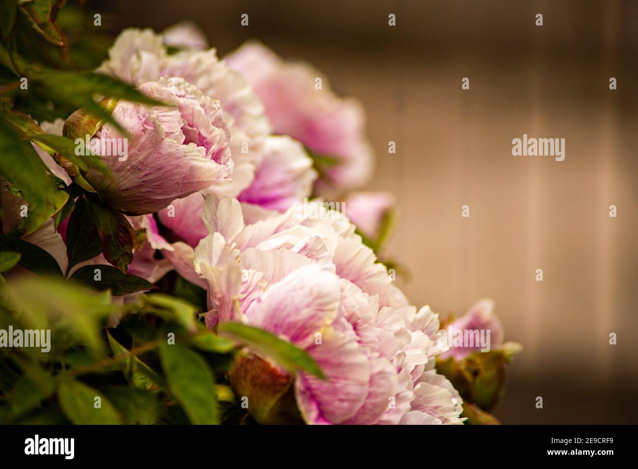 Gartenpeonies. Die Farben der Frühlingsblumen sind in einer schönen Komposition angeordnet: Rosa, Weiß und Grün Stockfoto