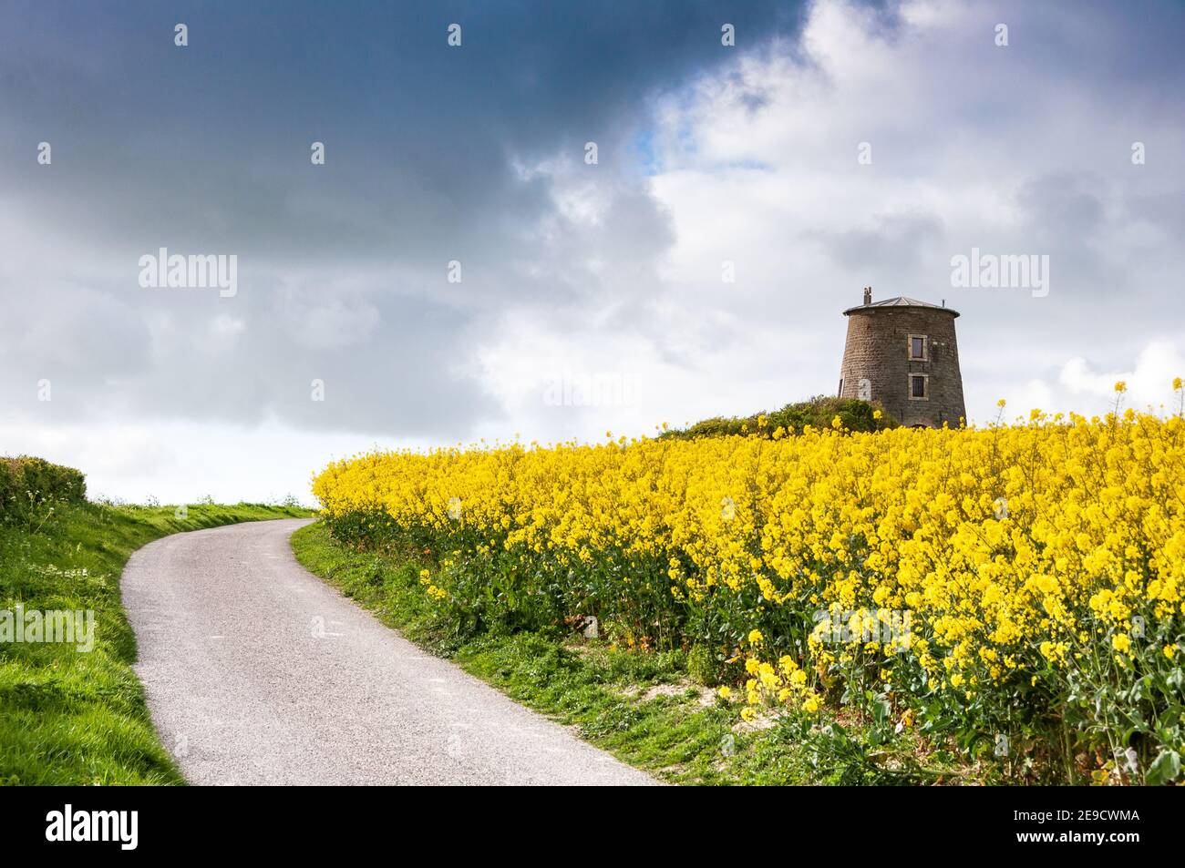 Ancien moulin dans un Champ de Colza, Frankreich, Hauts de France, Escalles Stockfoto
