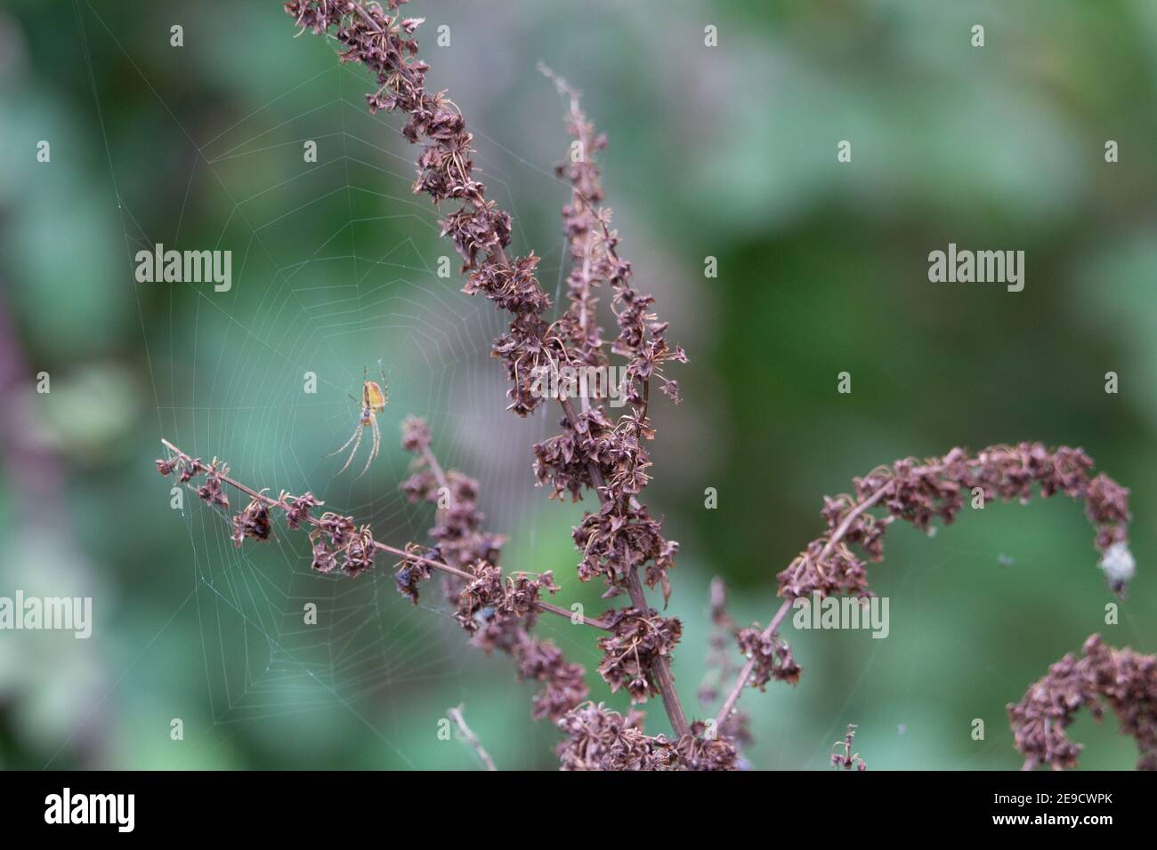 Herbst tote Wildblume mit Samen mit einem natürlichen Grün Hintergrund Stockfoto