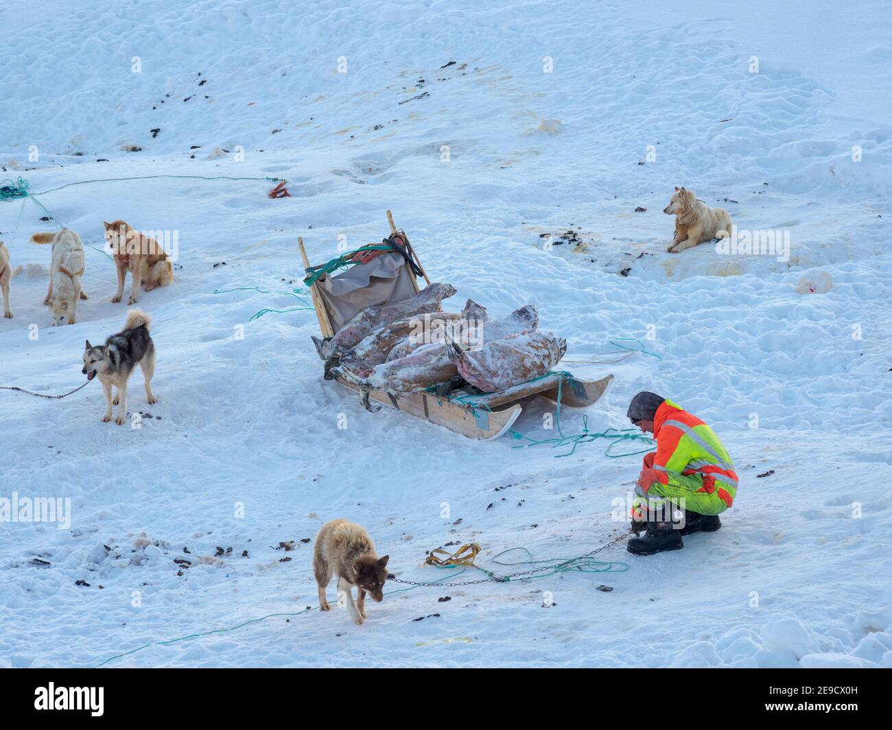 Zurück von der Jagd. Das traditionelle und abgelegene grönländische inuit-Dorf Kullorsuaq, Melville Bay, Teil der Baffin Bay. Amerika, Nordamerika, Grün Stockfoto