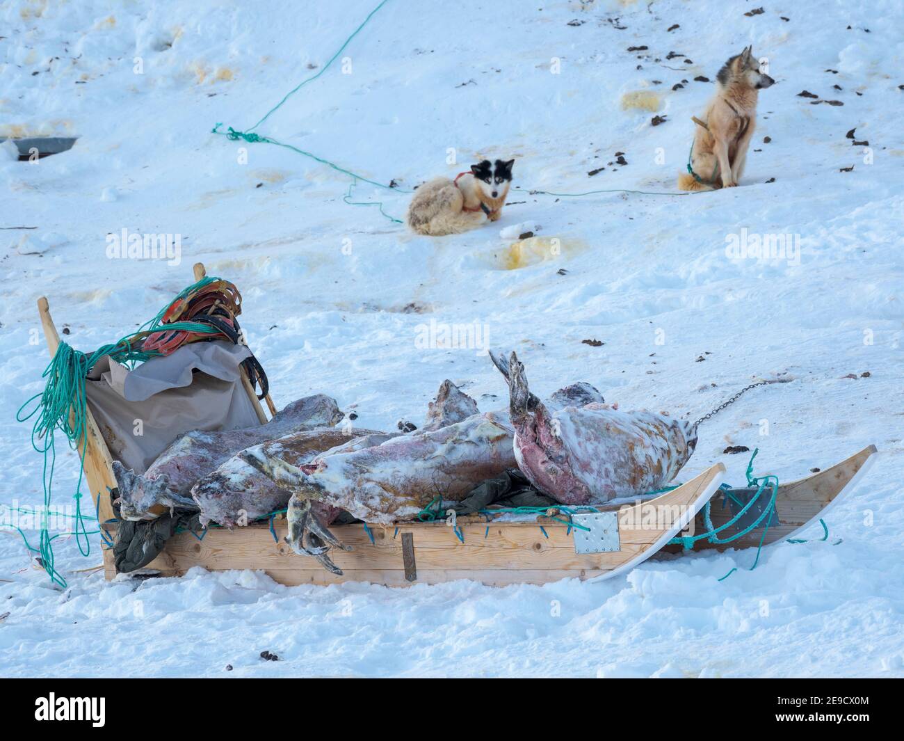 Gejagte und gehäutete Robben. Das traditionelle und abgelegene grönländische inuit-Dorf Kullorsuaq, Melville Bay, Teil der Baffin Bay. Amerika, Nordamerika, Stockfoto