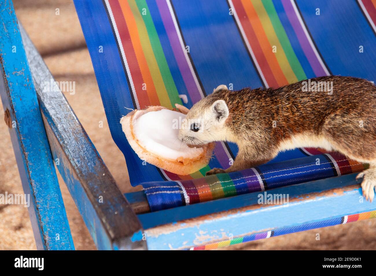 Ein Eichhörnchen mit einer jungen Kokosnuss am Strand in Thailand Asien Stockfoto