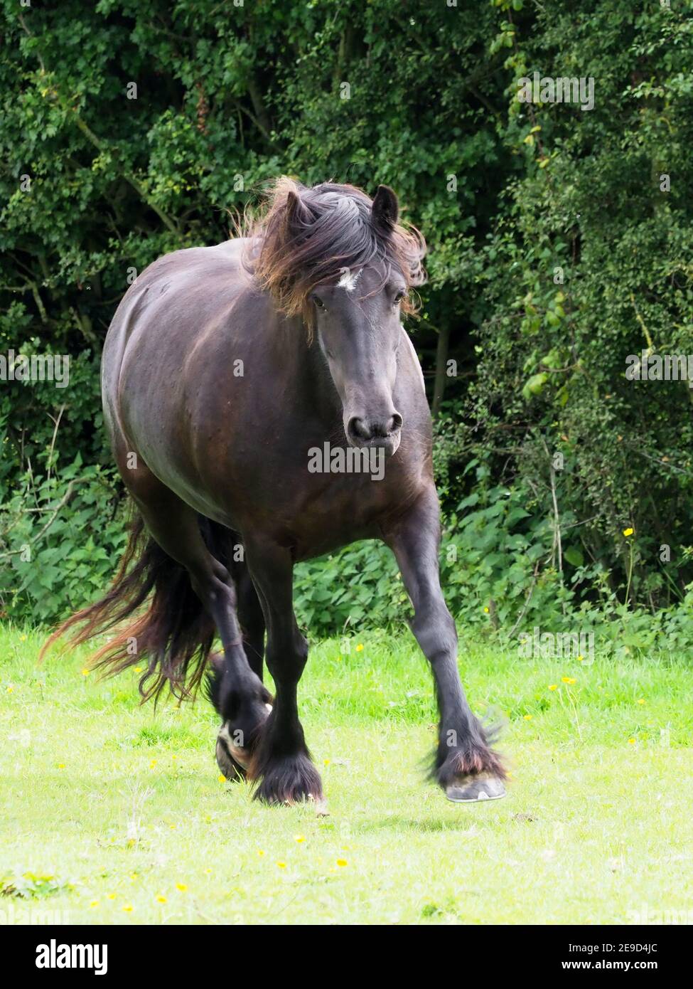 Eine seltene Rasse Dales Pony trabt durch ein Sommer Paddock. Stockfoto