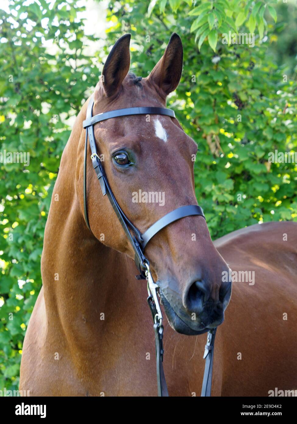 Ein Kopfschuss eines Bay Hunter in einem Doppelzaum. Stockfoto