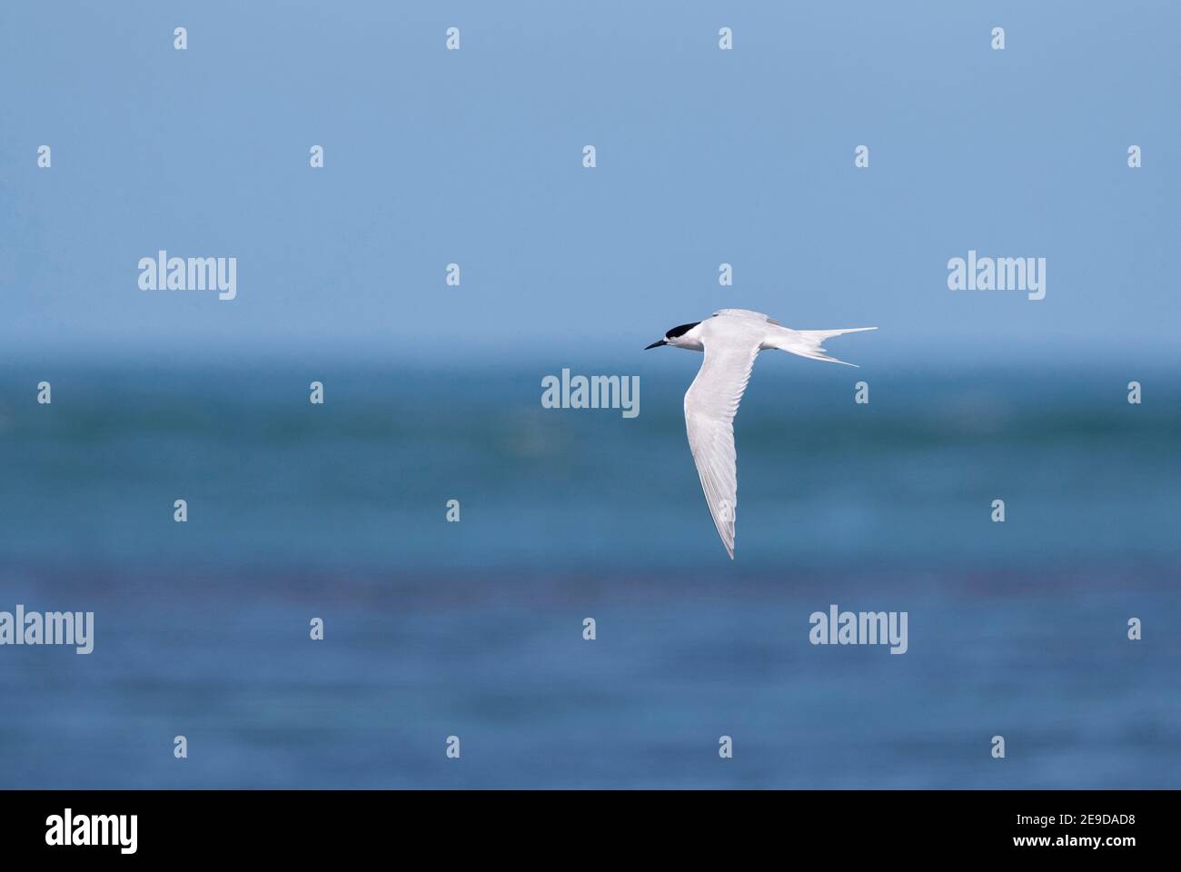Seeschwalbe (Sterna striata), Erwachsener fliegt über den Ozean, Neuseeland, Südinsel, Invercargill Stockfoto