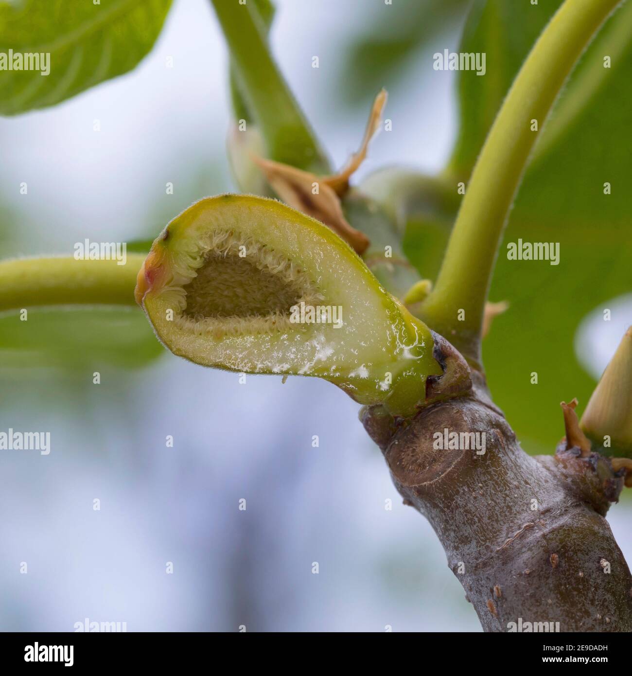 Essbare Feige, Gemeine Feige, Figtree (Ficus carica), in Scheiben geschnittene Feige auf einem Zweig zur Blütezeit , Deutschland Stockfoto